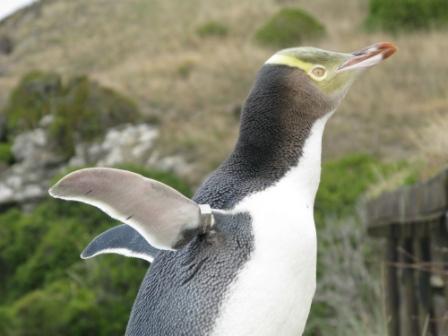 Yellow Eyed Pinguin