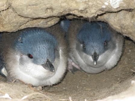 Blue Pinguin
