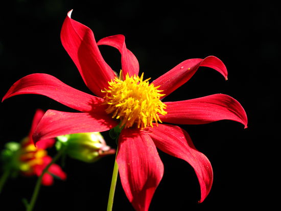 im Botanischen Garten in Christchurch