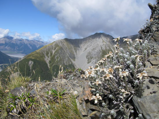 Edelweis am Avalanche Peak