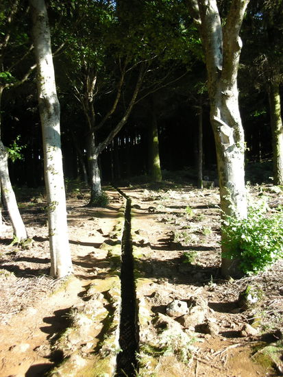 Mini Levada durch ein Birkenwäldchen.