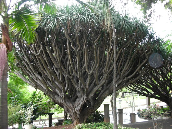 Drachenbaum in einem Hospitalgarten von Funchal.