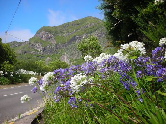 Afrikanische Liebesblumen in Blau und Weiss