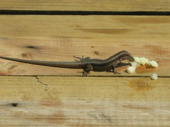 Geckos an allen Ecken. Klar, hier gab es was umsonst