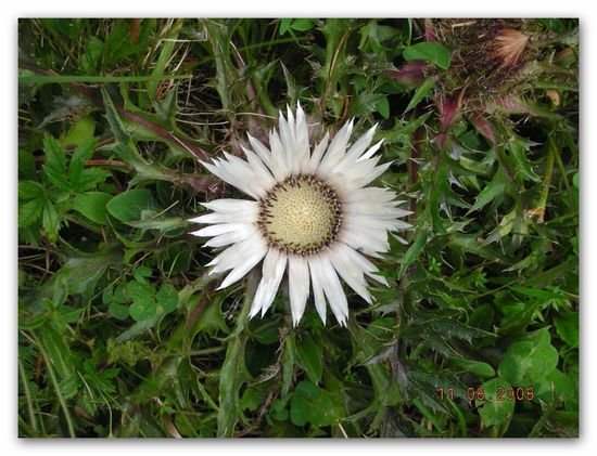 sehr häufig war am Wegesrand die Silberdistel zu bewundern