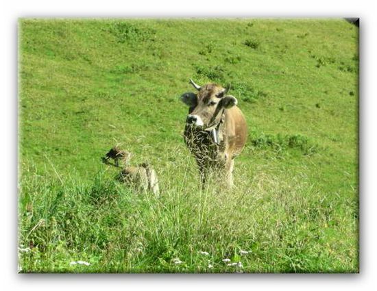 ein typisches Allgäuer Rind