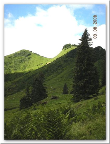 im Hintergrund das Riedberger Horn