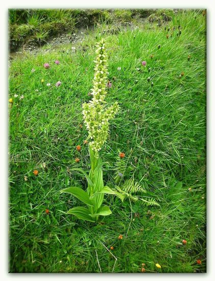Holunder Knabenkraut