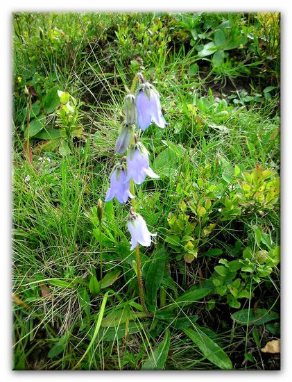 bärtige Glockenblume