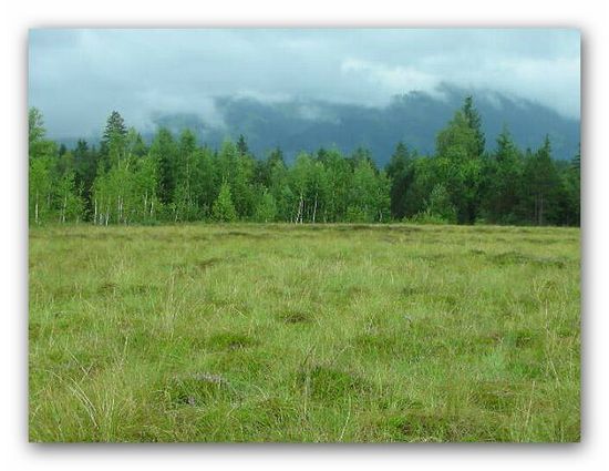 das besagte Tiefenberger Moos