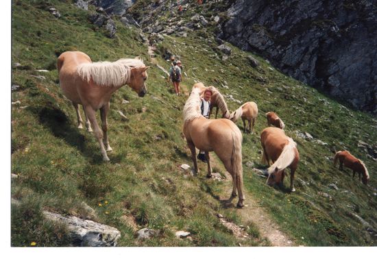 Haflinger in über 2000 Metern Höhe.