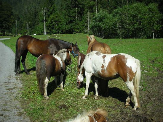 Gestüt Hinterrohrgut