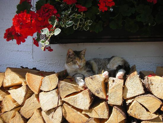 Eine von vielen Streichel-Katzen auf diesem Hof.