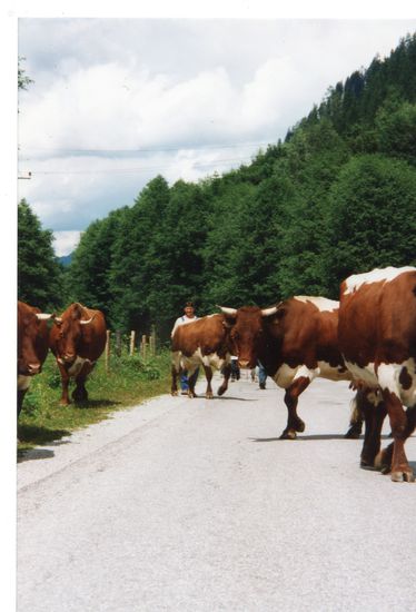 Almauftrieb der Kaml Kühe