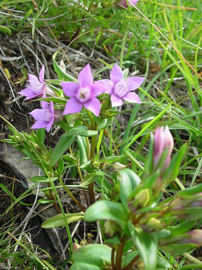 Auch diese Blume konnten wir nicht identifizieren.