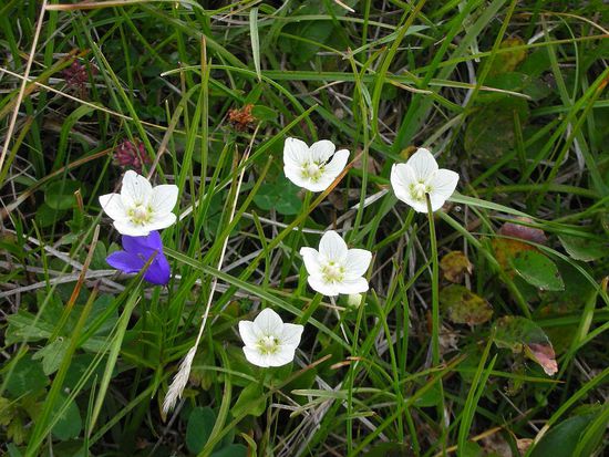 Sumpf-Herzblatt (Herzblattgewächs)