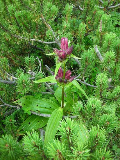 Ungarischer Enzian (Enziangewächs)