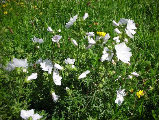 Blassblütiger Storchschnabel (Storchschnabelgewächs)