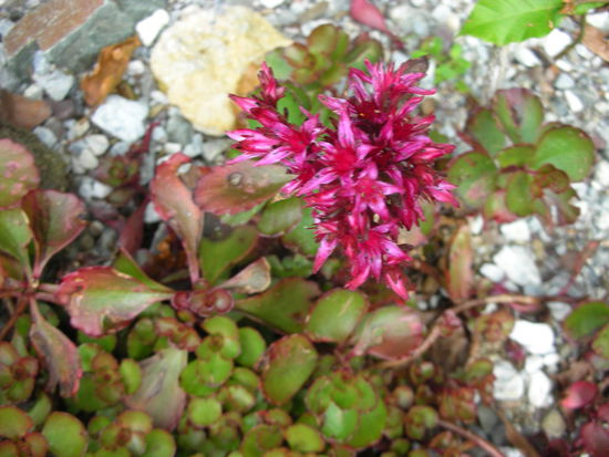 Leider haben wir diese Pflanze nicht benennen können.