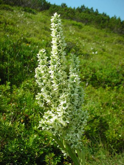 gewöhnlicher Germer (Liliengewächs)