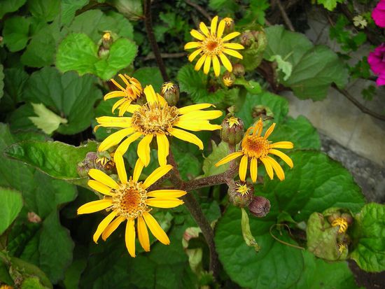 Arnika (Korbblütler)