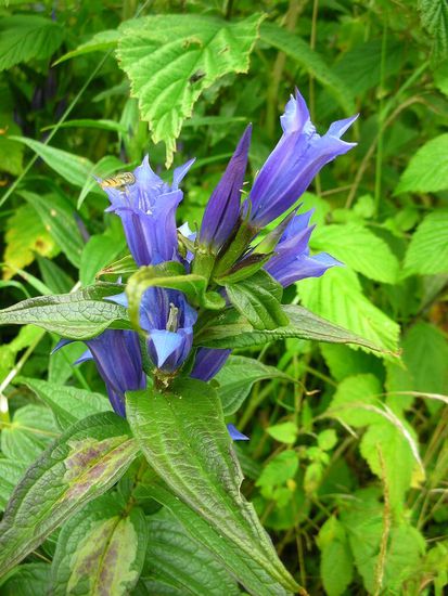 Schwalbenwurz-Enzian (Enziangewächs)