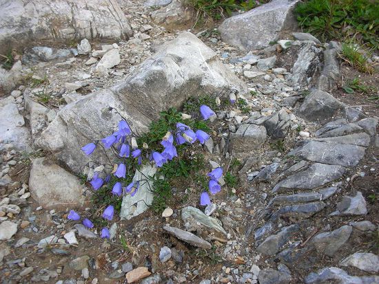 Allionis Glockenblume (Glockenblumengewächs)