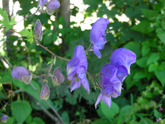 Blauer Eisenhut (Hahnenfußgewächs)