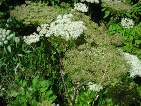 Berg-Bärenklau (Doldengewächs)