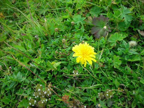 Gewöhnliches Habichtskraut (Korbblütler)