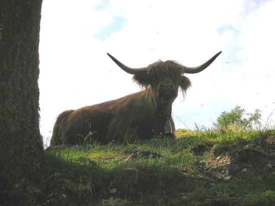 Auch in den Alpenländern hat das schottische Hochlandrind (?) Einzug gehalten.