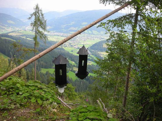 Borkenkäferfallen, im Hintergrund Altenmarkt und Eben.