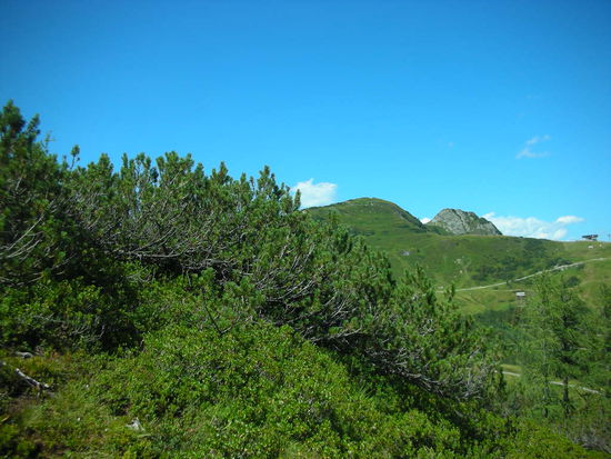 Der Weg nach unten zur Frauenalm.