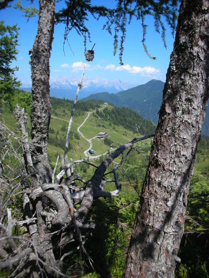 Hier ist in der Ferne die Hubertusalm  zu sehen,
unterhalb  davon liegt die Frauenalm, an der wir vorbei müssen.