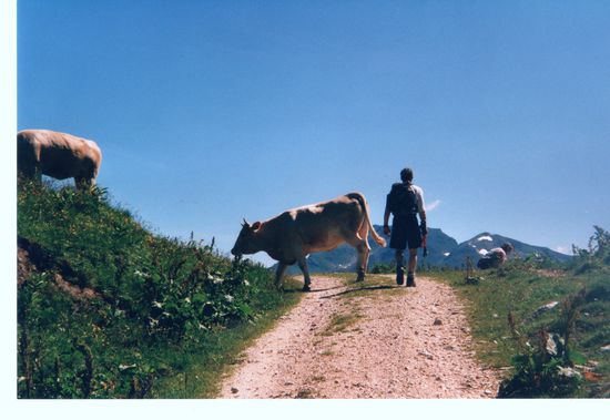 Auf einer Alm sind andere Kreaturen zu Hause.
Wir Menschen sind, so glaube ich, hier nur ungeliebte Gäste. Oder warum liegen sonst überall diese flüssigen Tretminen herum?