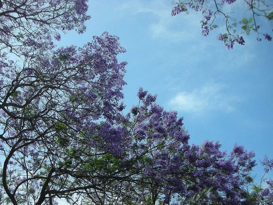 Jacarandabäume in voller Blüte (Ursprung Südamerika),
wird auch Palisanderbaum genannt.