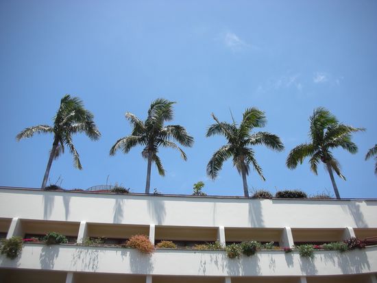 Palmen auf einem Gebäudekomplex