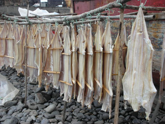 Stockfische zum Trocknen auf der Leine, ohne Schiff.