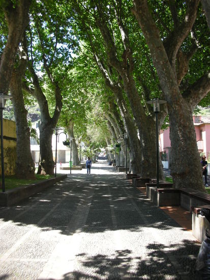 Schattenspendende Platanen