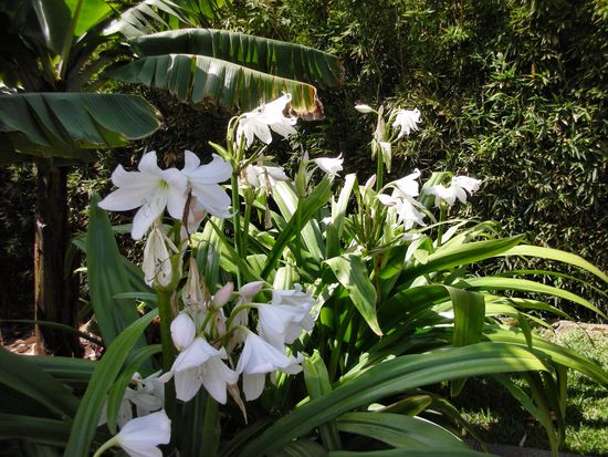 Lilien - als Randeinfassung unserer kleinen Terrasse