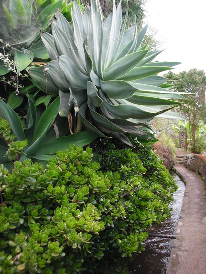 Mauerlauf entlang üppiger Vegitation