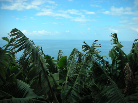 Aussicht über Bananenstauden auf den Atlantik