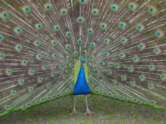 Wie ein Fotomodell hatte der sich herausgeputzt und die Ausdauer,
die er dabei an den Tag legte, Kompliment. Bestimmt voll anstrengend.