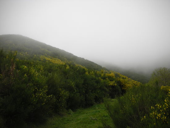 Der Ginster in voller Blüte. Ihr könnt es uns wirklich glauben