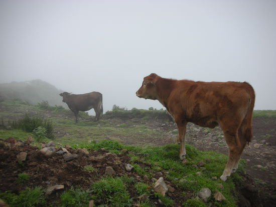 Im Nebel ist es in den Bergen öd und leer und wir schauen blöd umher. Da lassen die Kühe einen Krachen, schon können wir wieder lachen.