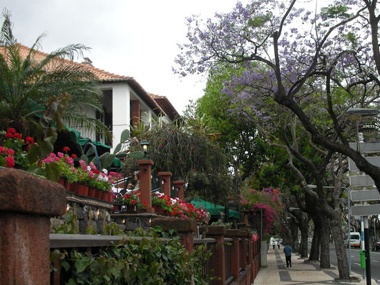 Der Weg zur Stadtmitte gesäumt von Blühendem
