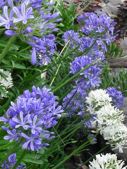Die afrikanische Liebesblume, auch Schmucklilie genannt
lateinisch: Agapanthus praecox