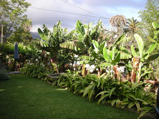 Größer werden diese Bananenstauden nicht.
Der Vergleich mit dem Sun-Umbrella im Hintergrund verdeutlicht die Größe.