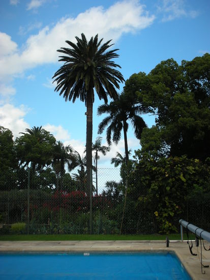 Eine mächtige Dattelpalme in unserem Vorgarten.