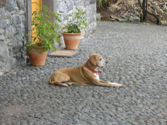 Vor unserer Eingangstür ein fremsprachiger Hund, verstand nur englisch.
Wer sich für die Rasse interressiert: es ist ein Portugueser Pointer.
Ein sehr schönes Tier, mit einem traurigen Blick.